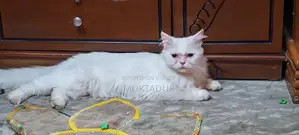 পোশা বিড়ালটি বিক্রি করতে চাই