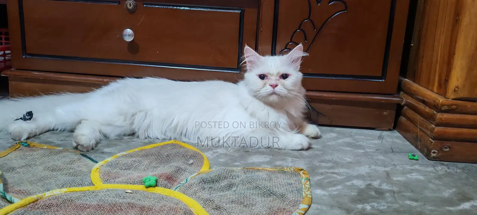 পোশা বিড়ালটি বিক্রি করতে চাই