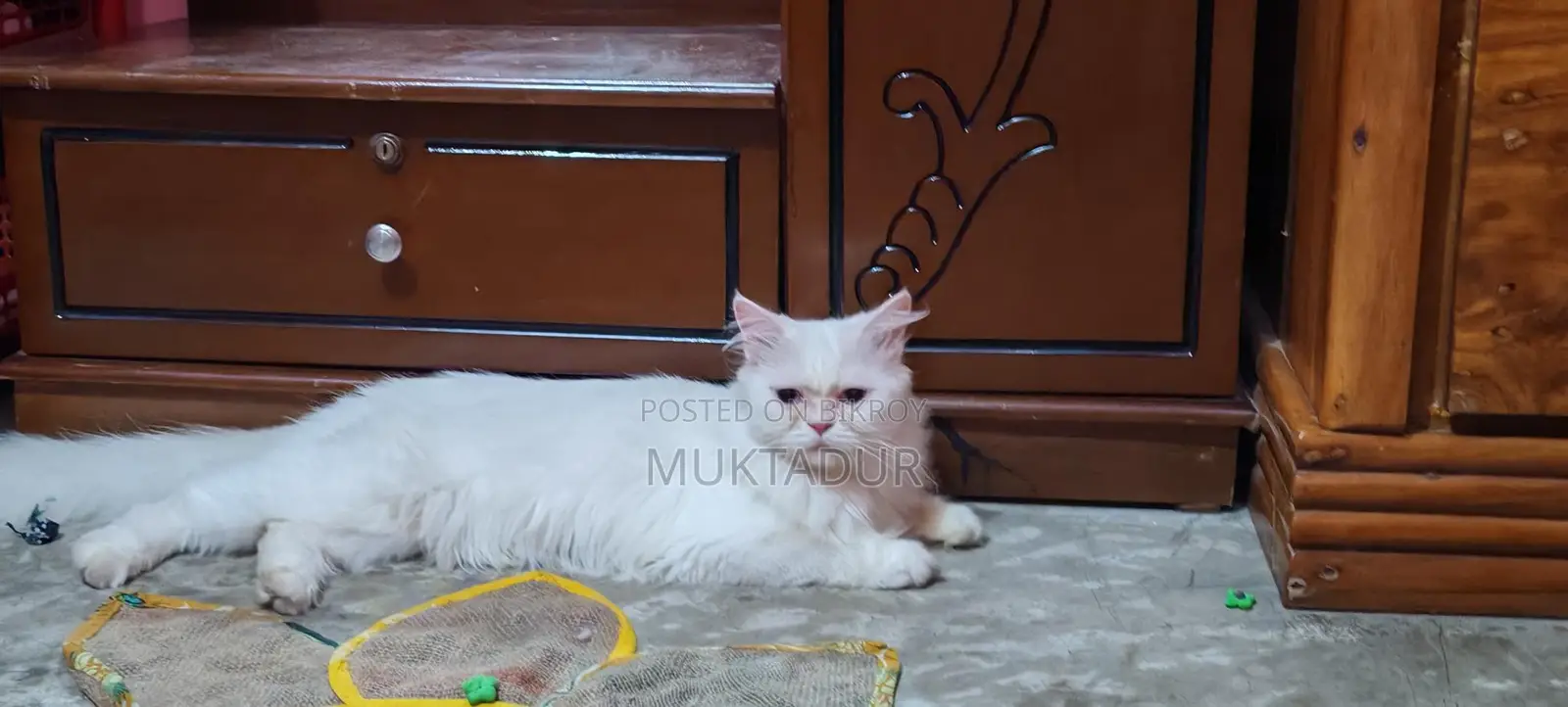 পোশা বিড়ালটি বিক্রি করতে চাই
