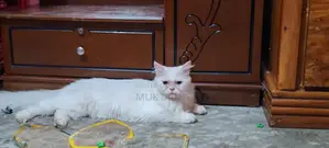 পোশা বিড়ালটি বিক্রি করতে চাই