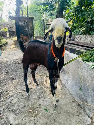 Male Goat for Sale