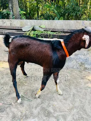 Male Goat for Sale