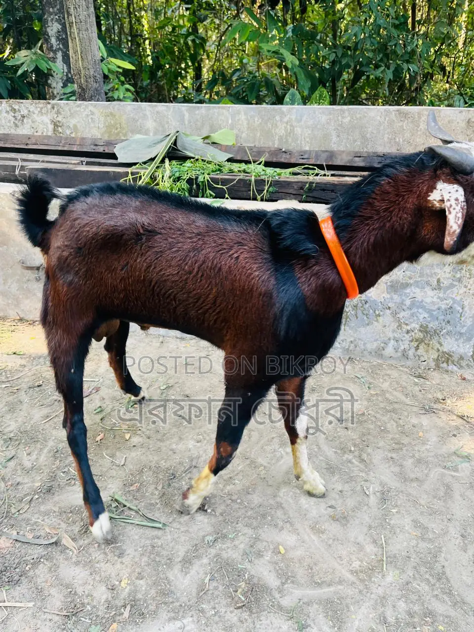 Male Goat for Sale