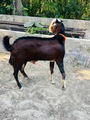 Male Goat for Sale