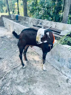 Male Goat for Sale