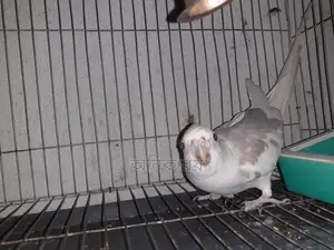 Cockatiel Male Running
