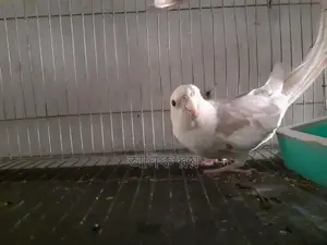 Cockatiel Male Running