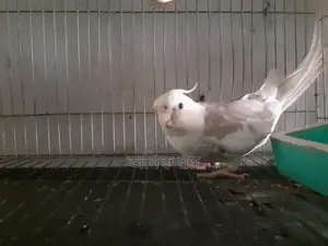 Cockatiel Male Running