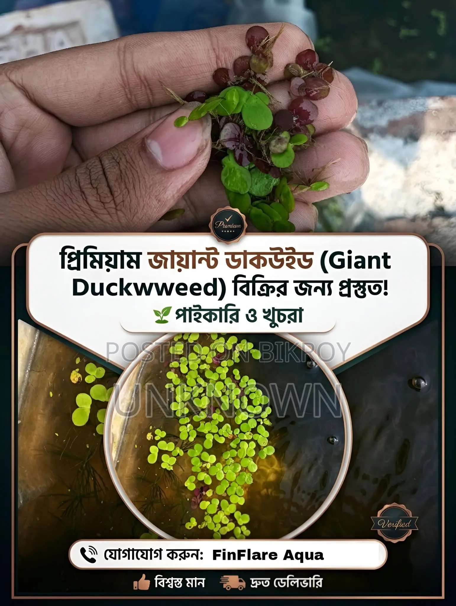 Giant Duckweed for Aquarium
