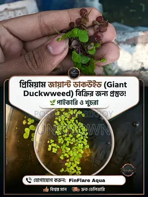 Giant Duckweed for Aquarium