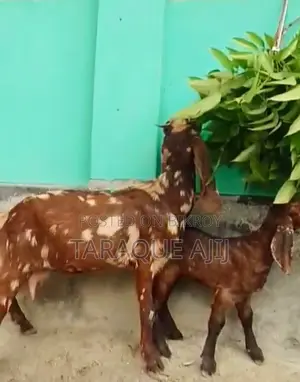 Cross Goat