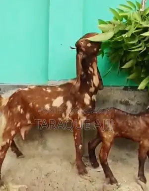 Cross Goat