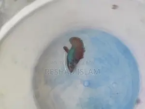 Betta/ Fighter Fish