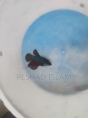 Betta/ Fighter Fish