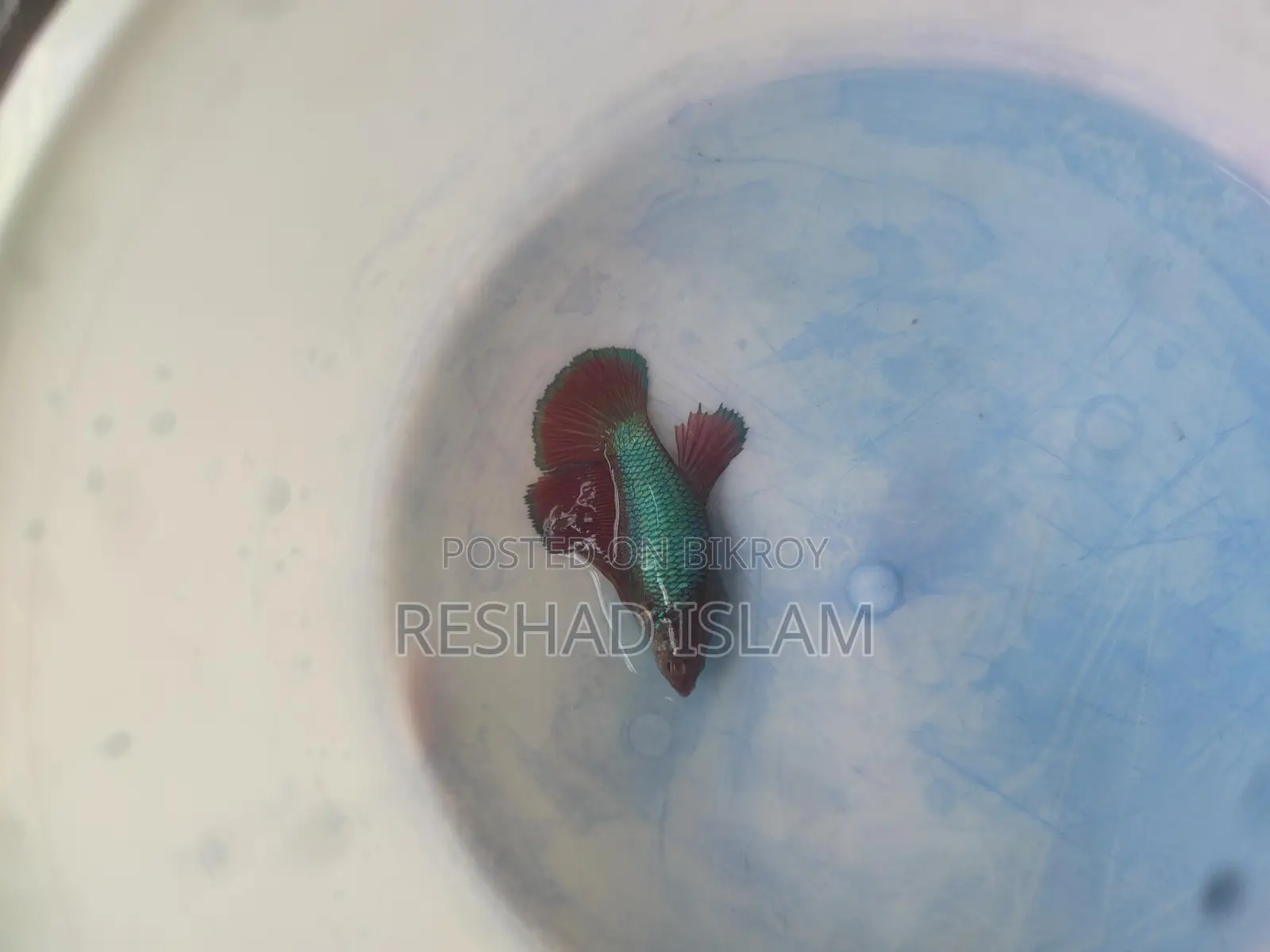 Betta/ Fighter Fish