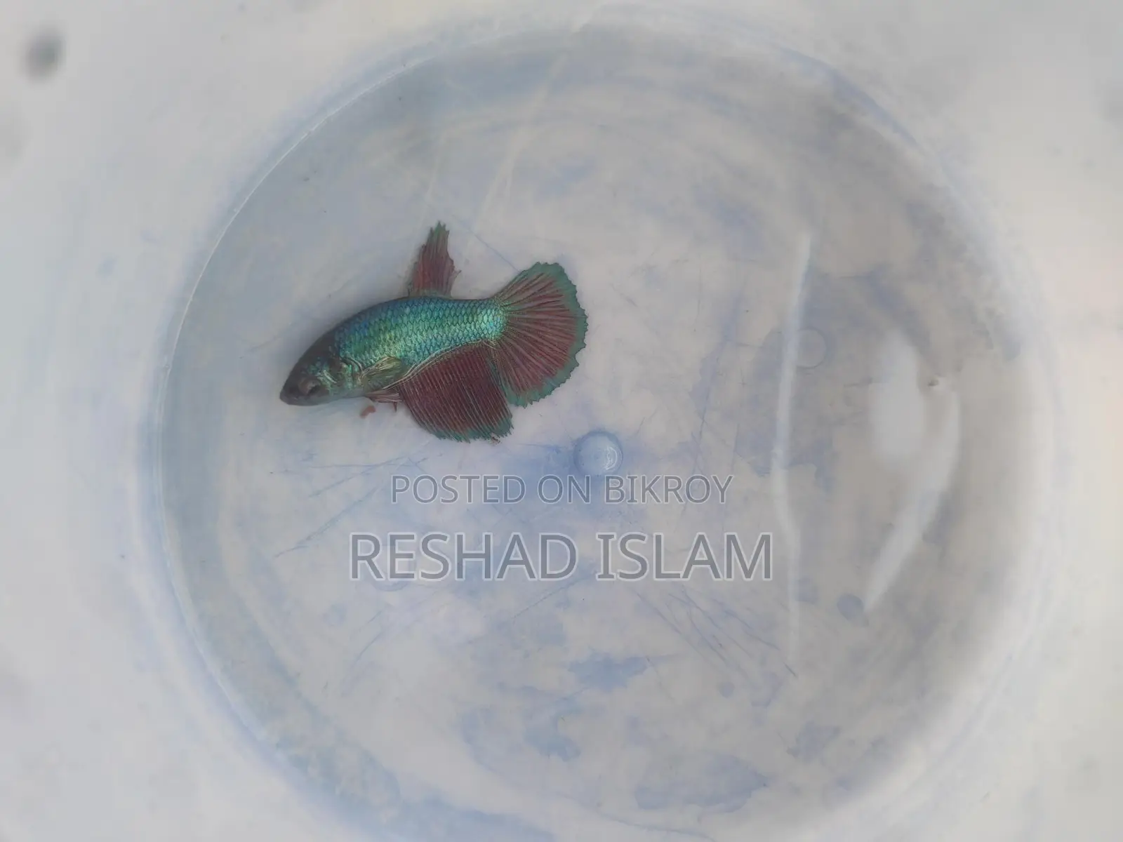 Betta/ Fighter Fish