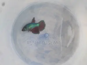 Betta/ Fighter Fish