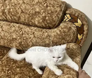 Female Adult Cat