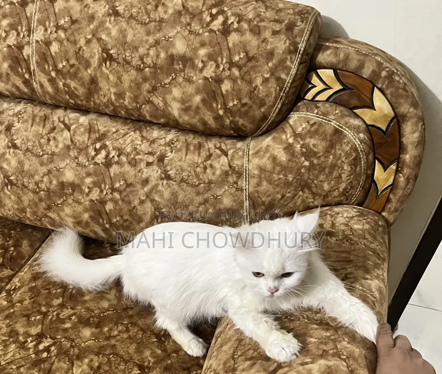 Female Adult Cat