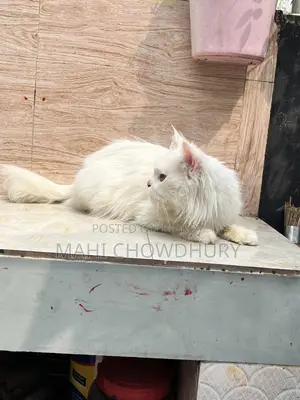 Female Adult Cat