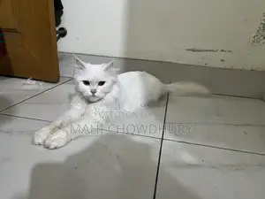 Female Adult Cat