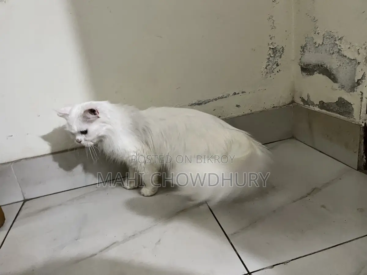 Female Adult Cat