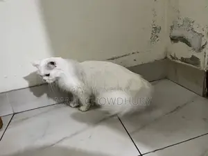 Female Adult Cat