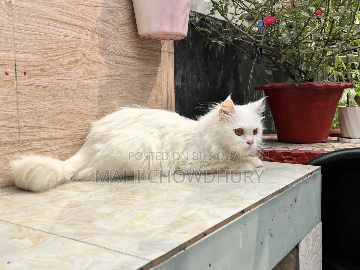 Female Adult Cat