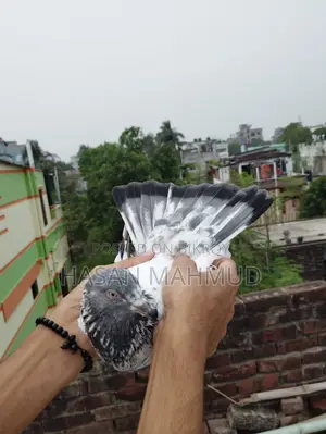Pakistani Male Pigeon