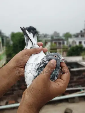 Pakistani Male Pigeon
