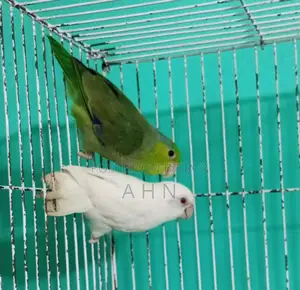 Forpus Parrot