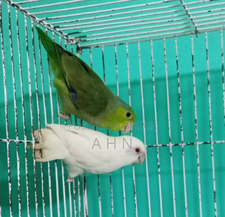 Forpus Parrot