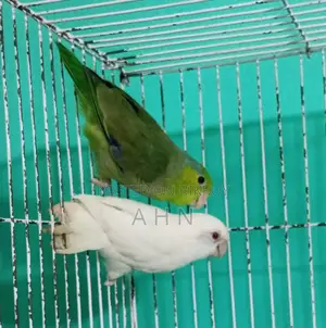 Forpus Parrot