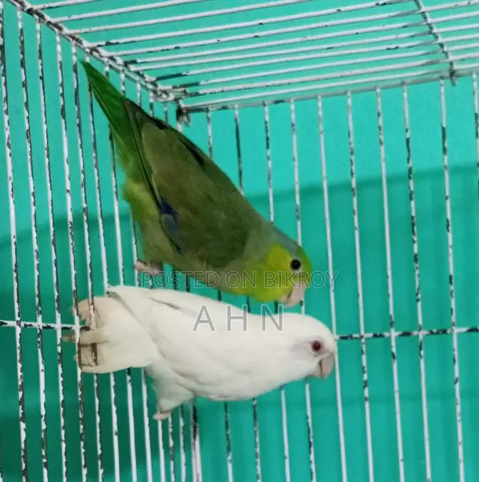 Forpus Parrot