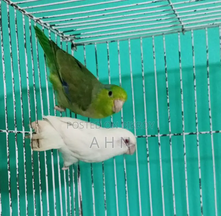 Forpus Parrot