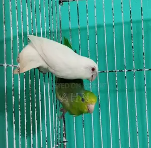 Forpus Parrot
