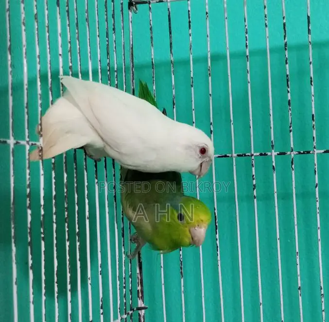 Forpus Parrot