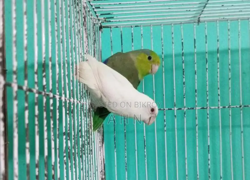 Forpus Parrot