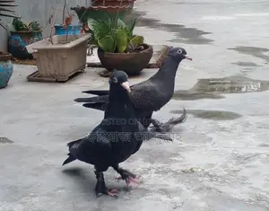 এক জোড়া দেশি প্রজাতির কালো রঙের কবুতর বিক্রয় হবে। শিগ্রই ডিম পাড়া শুরু