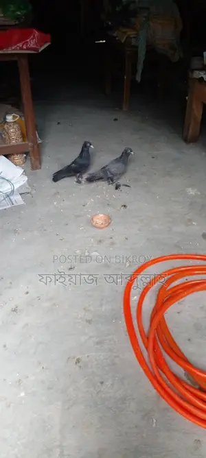 এক জোড়া দেশি প্রজাতির কালো রঙের কবুতর বিক্রয় হবে। শিগ্রই ডিম পাড়া শুরু
