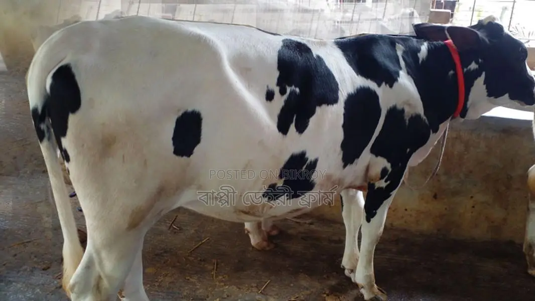 Heifer (No. 1137)