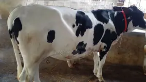 Heifer (No. 1137)
