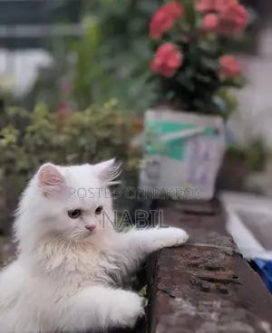 Persian Cat Male