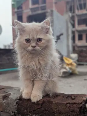 Persian Cat Male