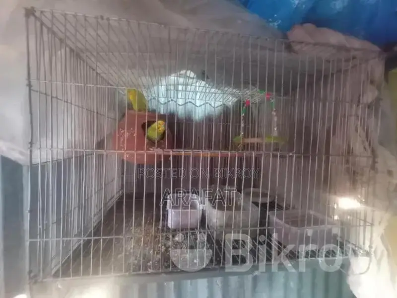 Budgerigar Bird