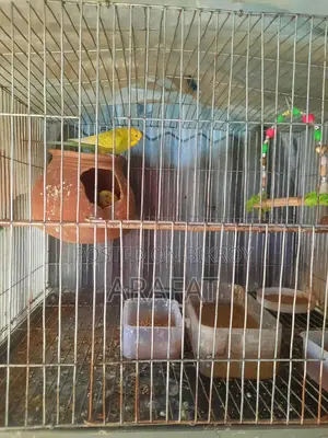 Budgerigar Bird