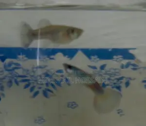 Blue Moscow Guppy