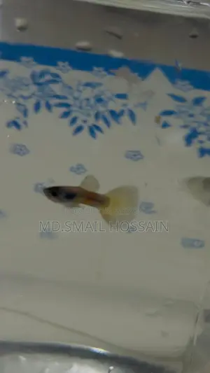 Blue Moscow Guppy