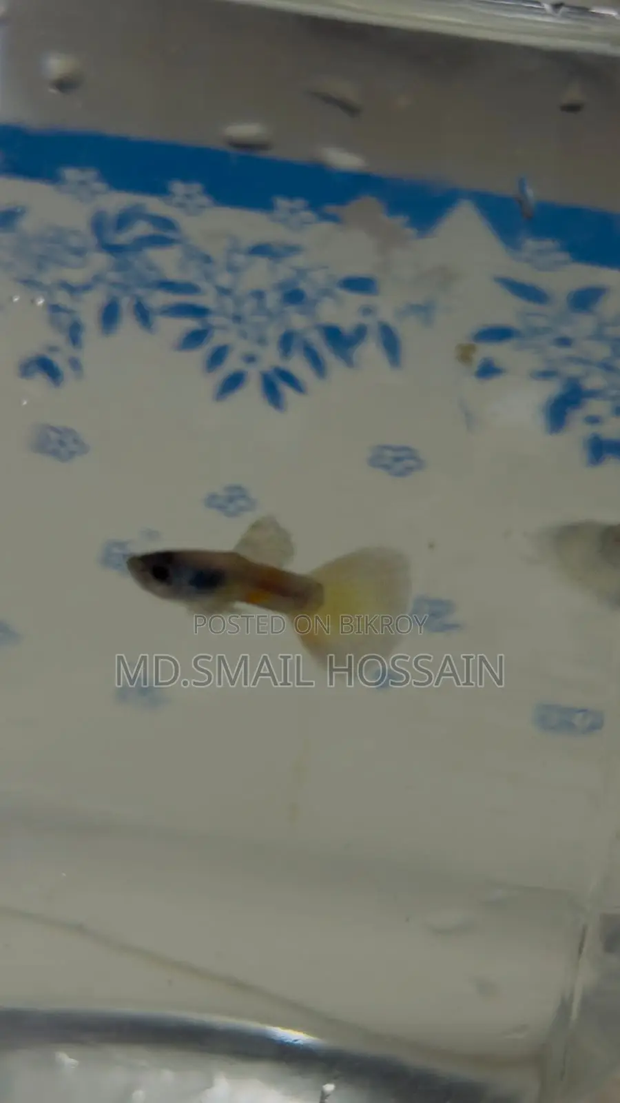 Blue Moscow Guppy