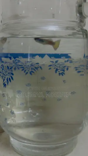 Blue Moscow Guppy